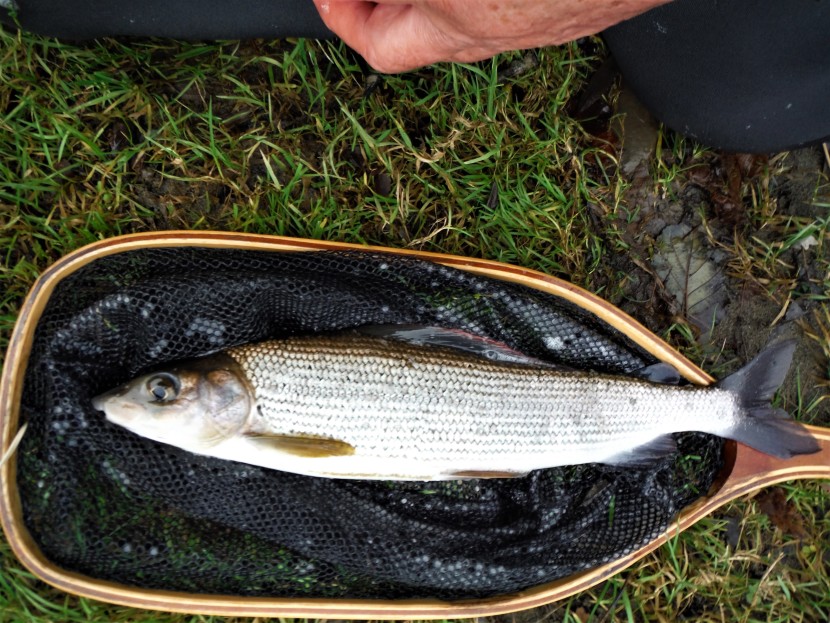 Typical Wye grayling - note the slightly worn lower lobe of the caudal fin from resting on the bottom.